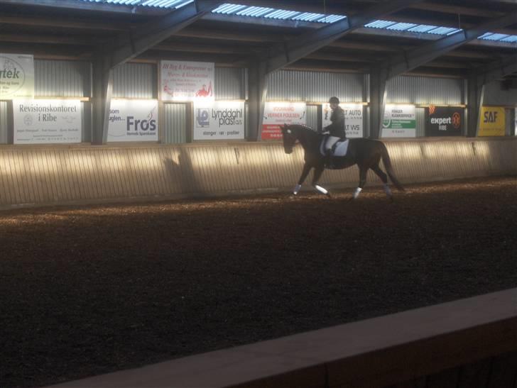 Dansk Varmblod Rafinett - velkommen til Rafinett´s profil...  billede 1