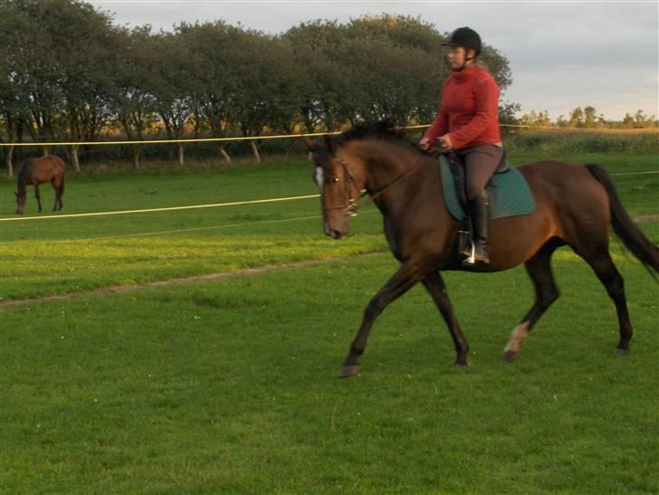 Dansk Varmblod Rafinett - jaa det er lidt dårligt billed men vi er øgetrav..  billede 2