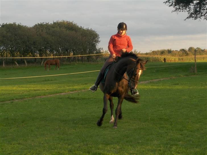 Dansk Varmblod Rafinett billede 3