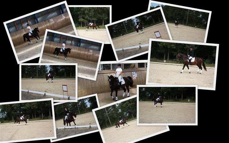 Dansk Varmblod Rafinett billede 4