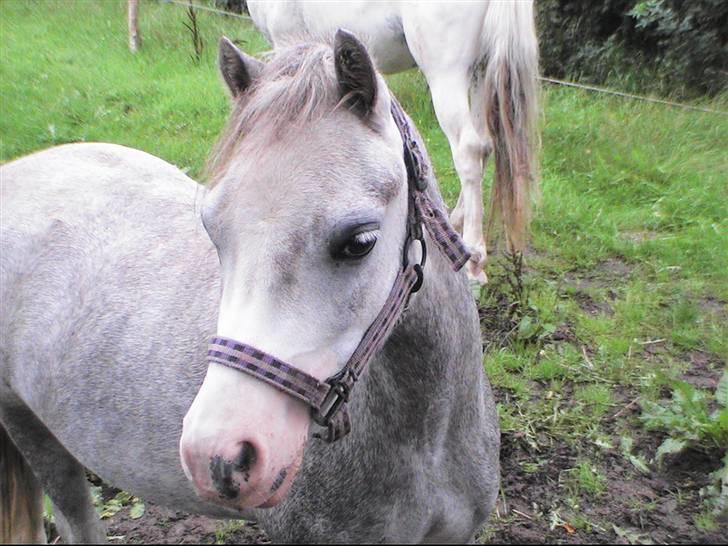Welsh Mountain (sec A) Lillelunds Miss Nia billede 1