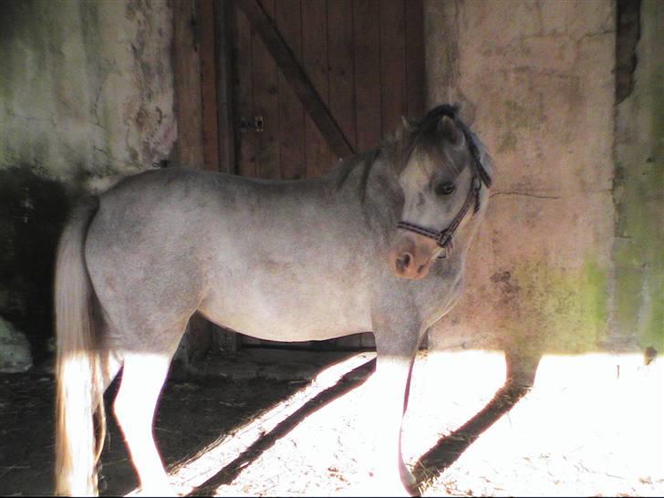 Welsh Mountain (sec A) Lillelunds Miss Nia billede 2