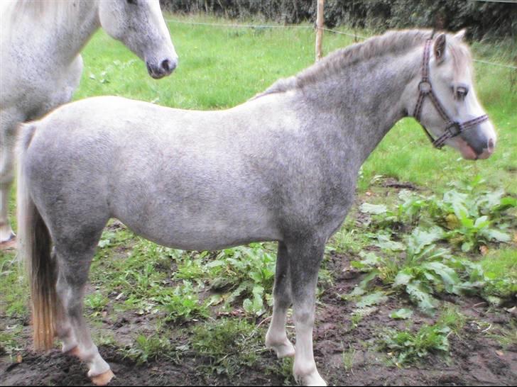 Welsh Mountain (sec A) Lillelunds Miss Nia billede 3