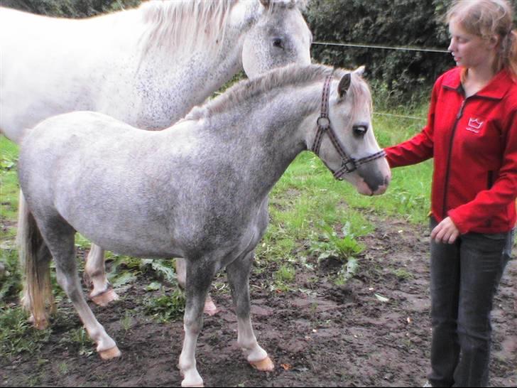 Welsh Mountain (sec A) Lillelunds Miss Nia billede 4