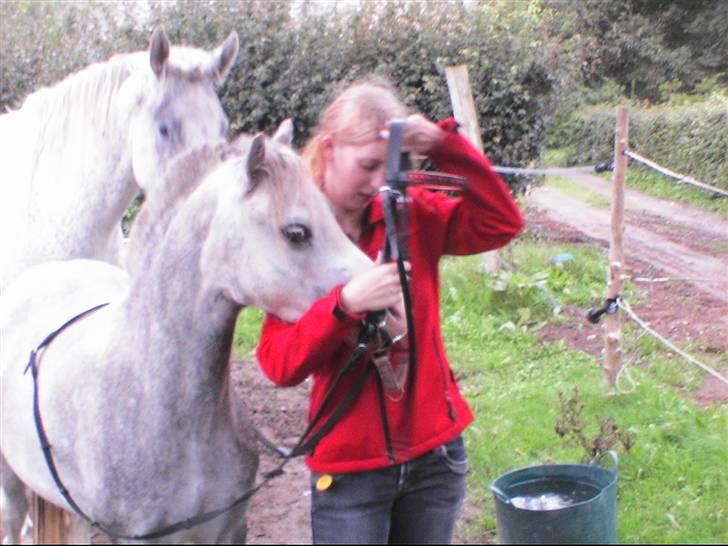 Welsh Mountain (sec A) Lillelunds Miss Nia billede 5