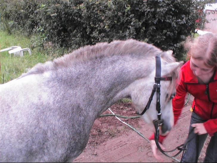 Welsh Mountain (sec A) Lillelunds Miss Nia billede 6