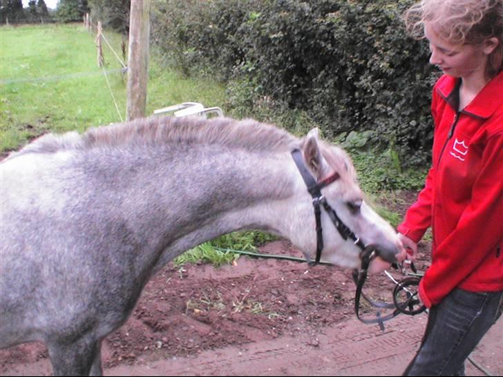 Welsh Mountain (sec A) Lillelunds Miss Nia billede 7