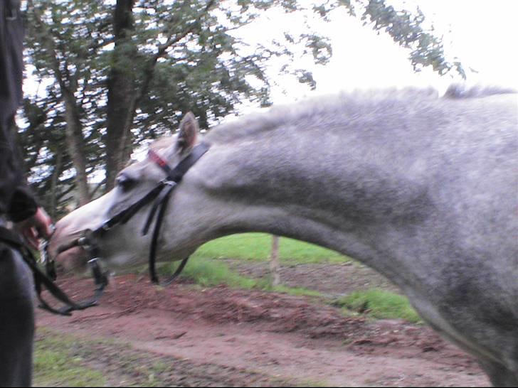 Welsh Mountain (sec A) Lillelunds Miss Nia billede 8