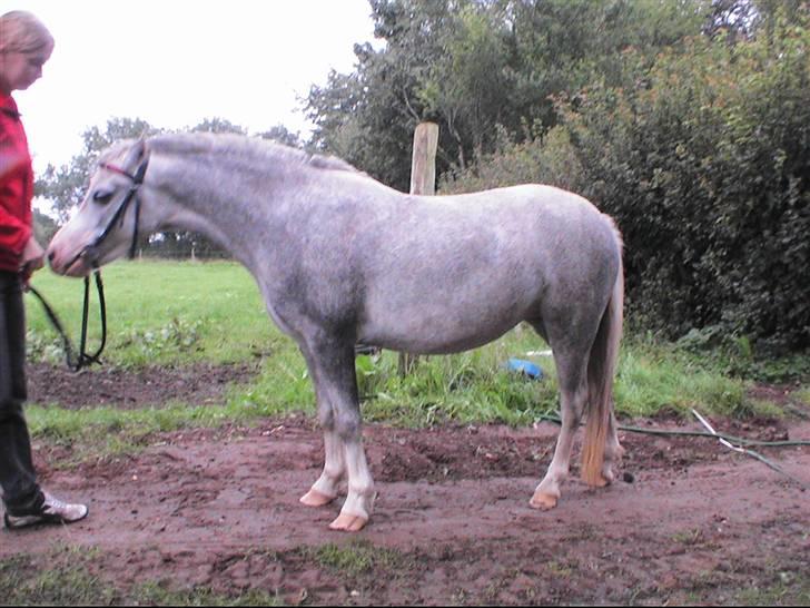 Welsh Mountain (sec A) Lillelunds Miss Nia billede 9