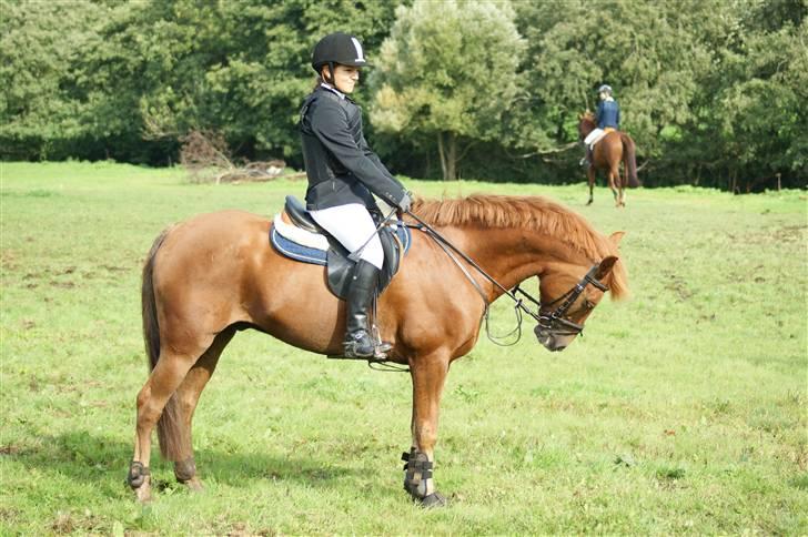 Tysk Sportspony Gizmo *Solgt* - Pårup d.6.-7.september - Vi står lige og kigger på banen .. billede 19