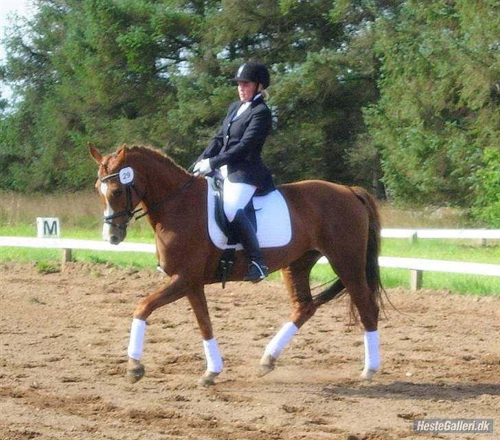Dansk Varmblod Plusli-Mond (solgt) billede 18