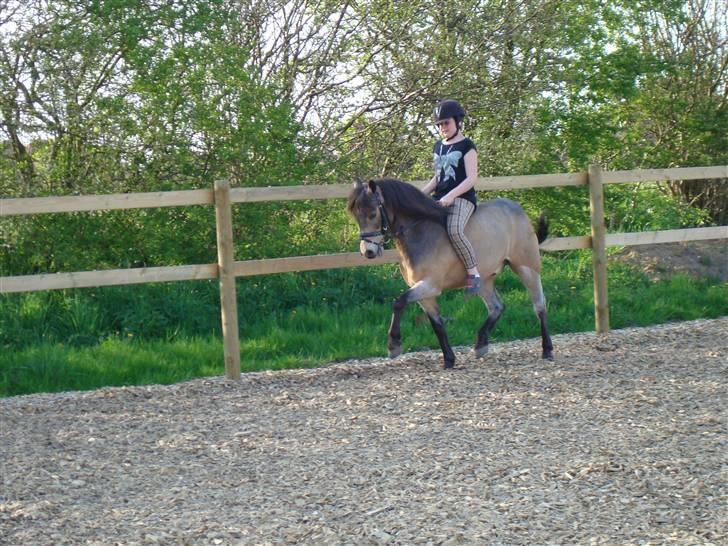 Welsh Pony af Cob-type (sec C) Rosengårdens Kasa solgt  billede 18