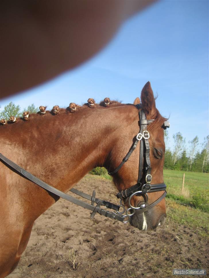 Tysk Sportspony Gipsy  - det er hårdt at være til stævne billede 14