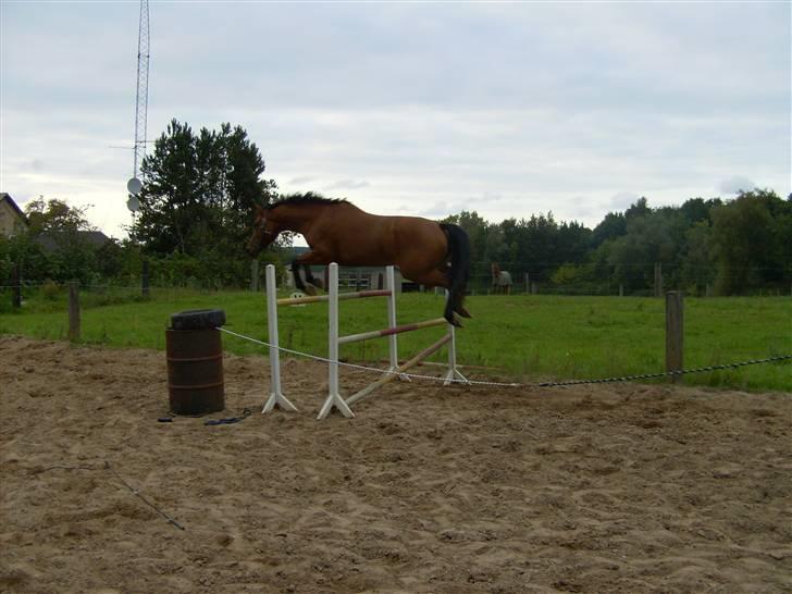 Pinto Hoelgaards Heart Breaker  billede 2