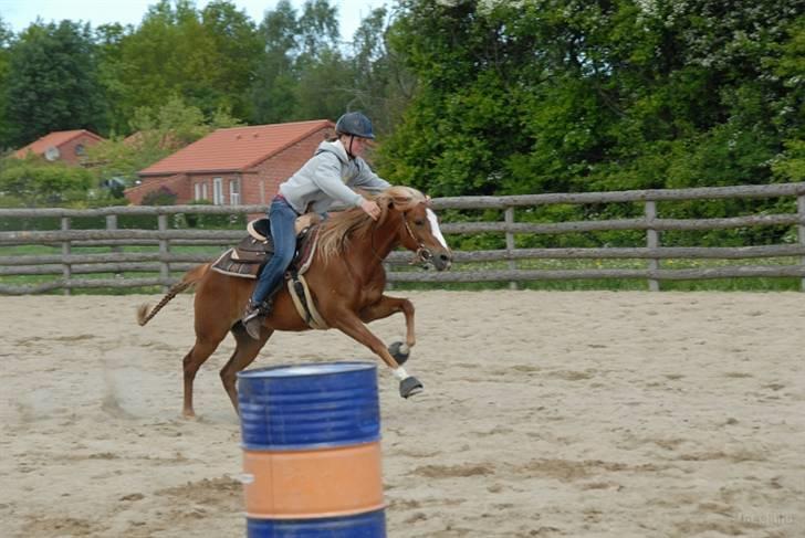 Anden særlig race Sokata (SOLGT) billede 12