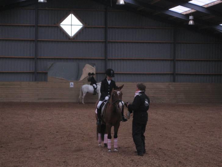 Welsh Pony (sec B) Monique  - Stillinge nov 2009 billede 2