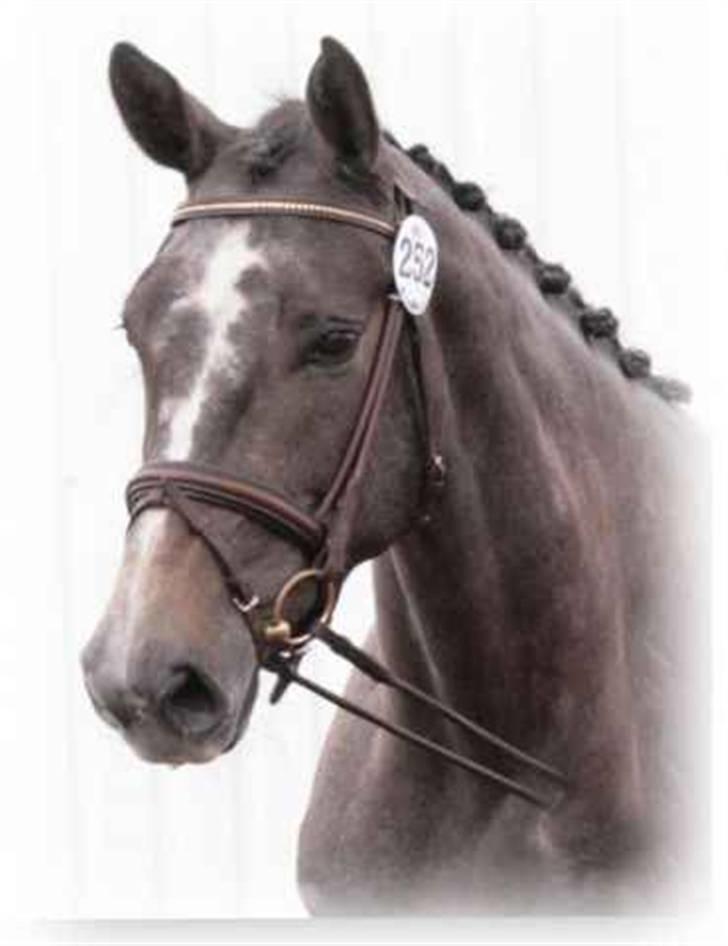 Dansk Varmblod Channmain (SOLGT)  - Hun er så smuk :D  billede 1