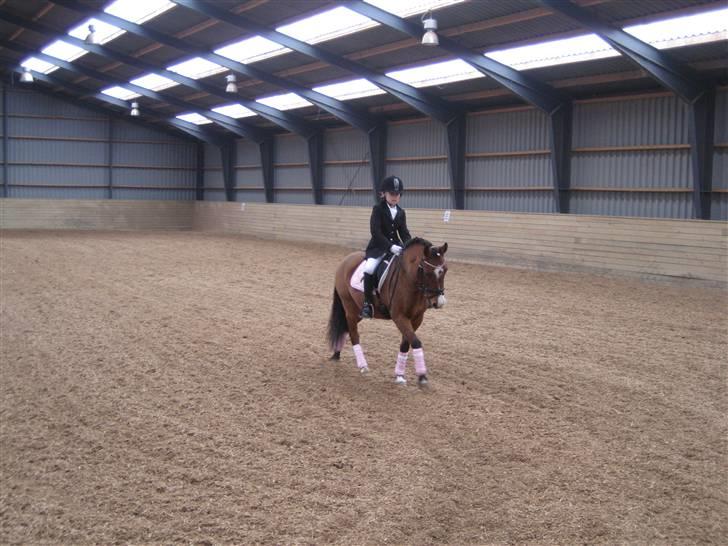 Welsh Pony (sec B) Monique  - Stillinge nov 2009 billede 3