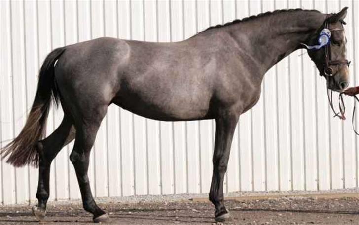 Dansk Varmblod Channmain (SOLGT)  - Channmain til sadelkåring  billede 2