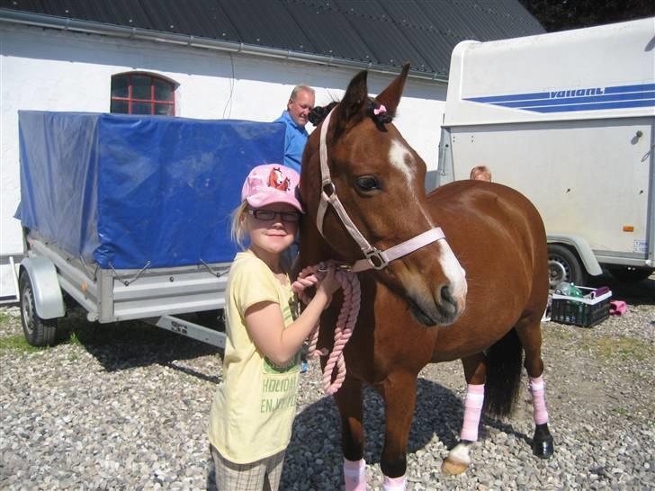 Welsh Pony (sec B) Monique  - 01-06-2009 I dag fik jeg Monique. Hun er bare dejlig ikk? billede 4
