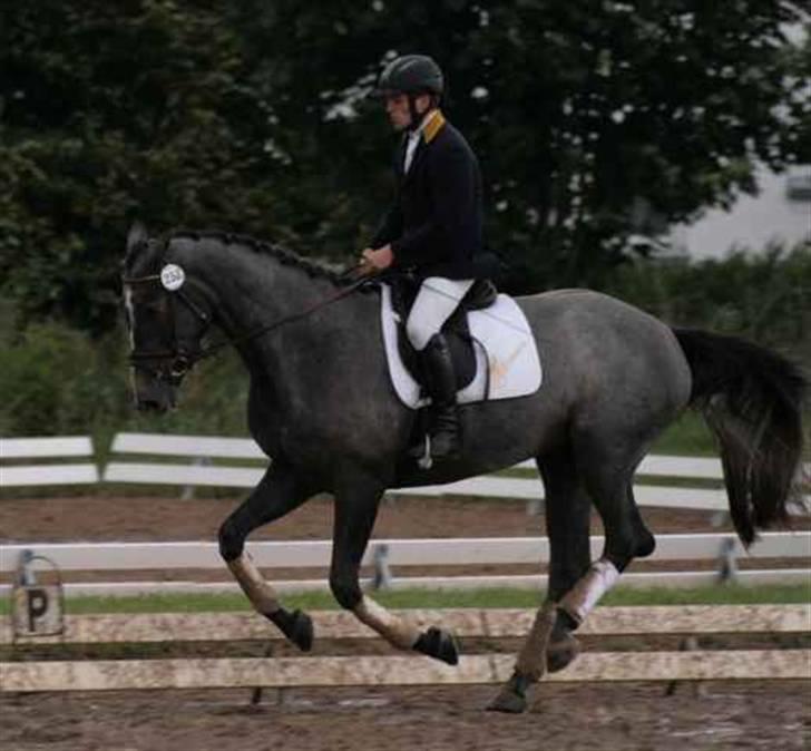 Dansk Varmblod Channmain (SOLGT)  - Channmain og Søren Hedegård billede 3