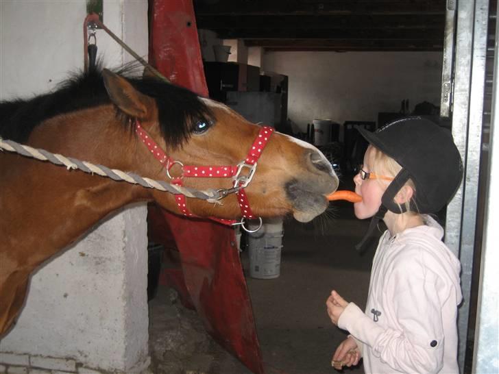 Welsh Pony (sec B) Monique  - Mono og Lærke deler en gulerod billede 7