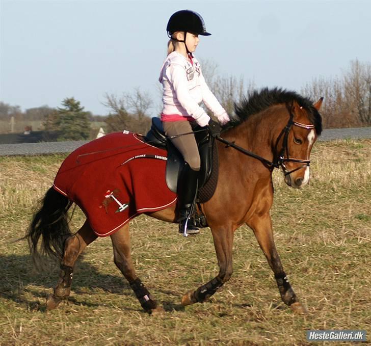 Welsh Pony (sec B) Monique  - Mono og Caro billede 8