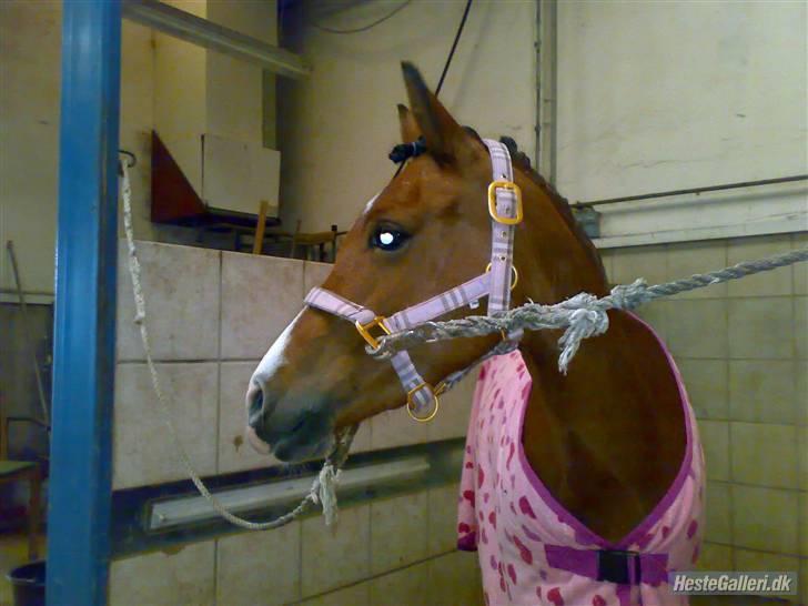 Welsh Pony (sec B) Monique  - klar til stævne billede 9