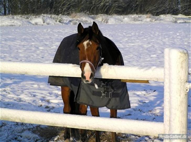 Welsh Pony (sec B) Monique  - vinter billede 10