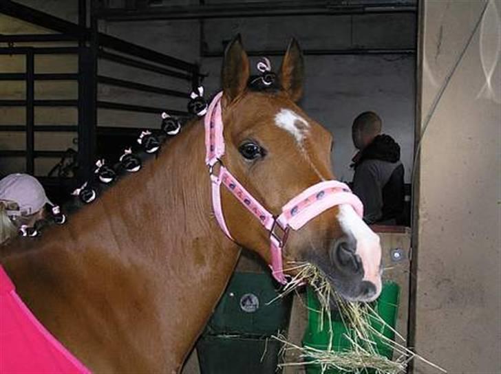 Welsh Pony (sec B) Monique  billede 11