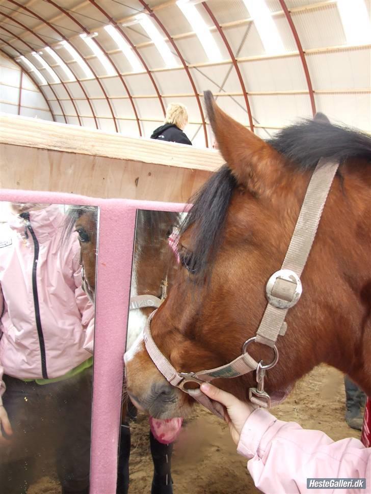 Welsh Pony (sec B) Monique  - moni kigger i spejlet billede 12