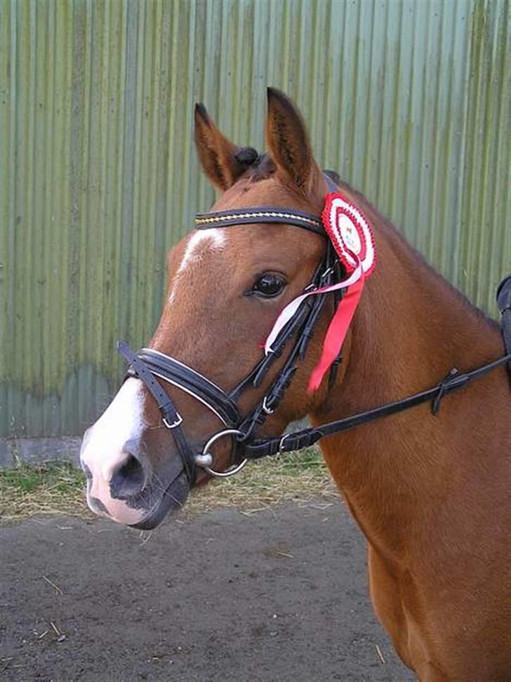 Welsh Pony (sec B) Monique  - 1 plads billede 13