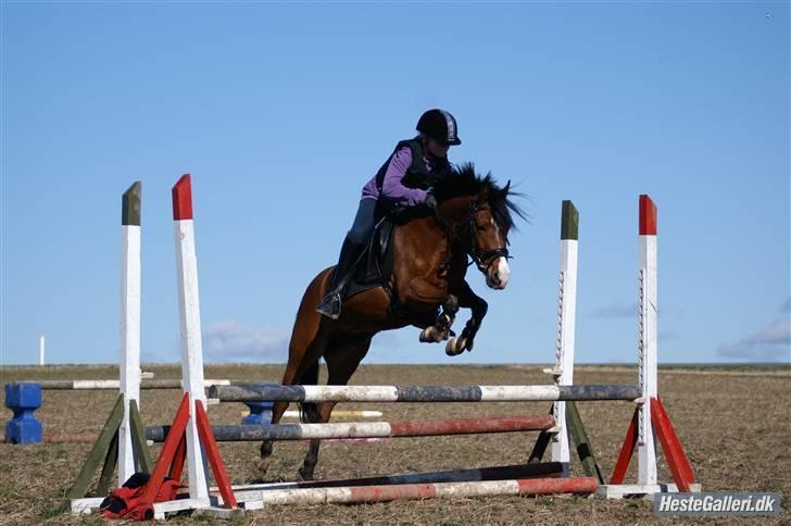 Welsh Pony (sec B) Monique  - hun springer billede 14