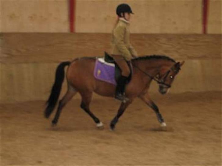 Welsh Pony (sec B) Monique  - mono og hendes ejers søster billede 15