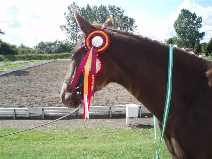 Oldenborg Sari Vestermølle,(solgt) - MinPige til eliteskue hvor hun blev nummer to og fik bronze medajle billede 8