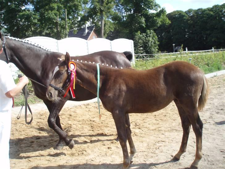 Oldenborg Sari Vestermølle,(solgt) - Kan i forstå hvorfor jeg elsker hende <33 billede 9