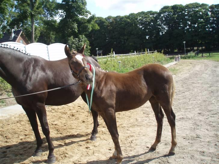 Oldenborg Sari Vestermølle,(solgt) - Min selv om du ikk vil være her evigt billede 10