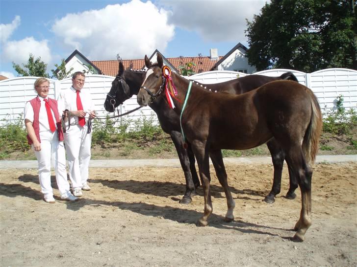 Oldenborg Sari Vestermølle,(solgt) - smukke <33 du var så fin og dygtig den dag billede 11