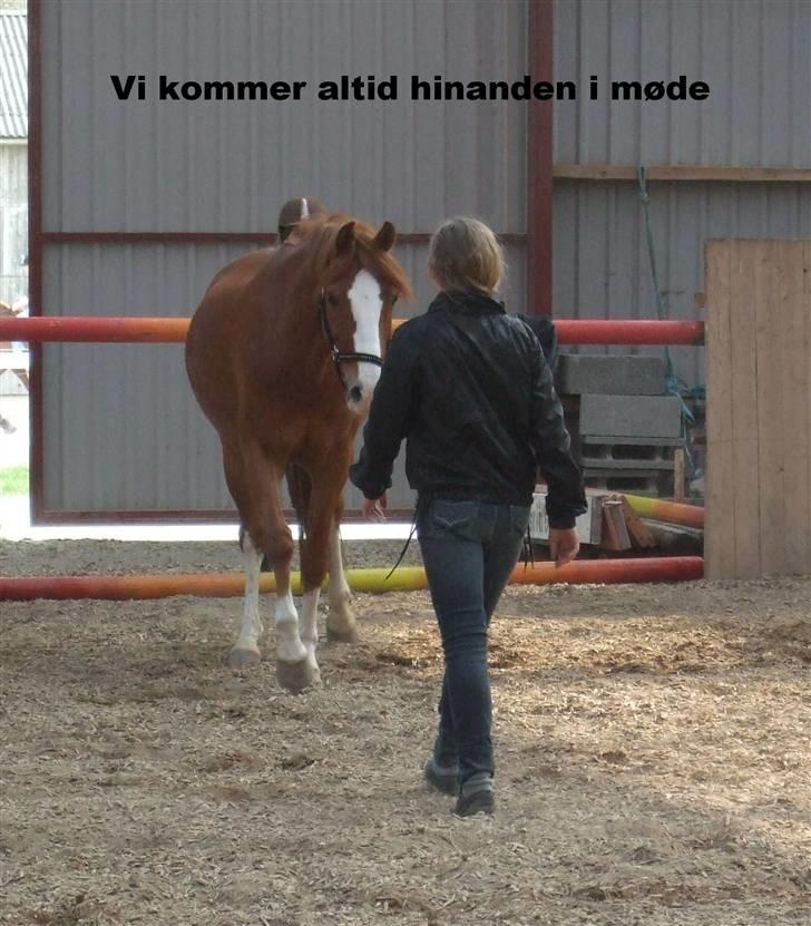 Hollandsk Sportspony Fireball B-Pony - Dressur Fotograf: Mal Foto billede 6