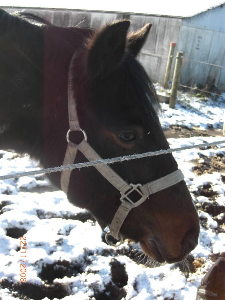 Anden særlig race Colour Perfect - Min bamse . billede 11