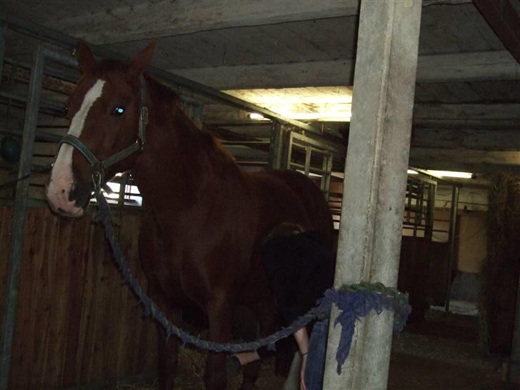 Anden særlig race Enggårdens Linea billede 4