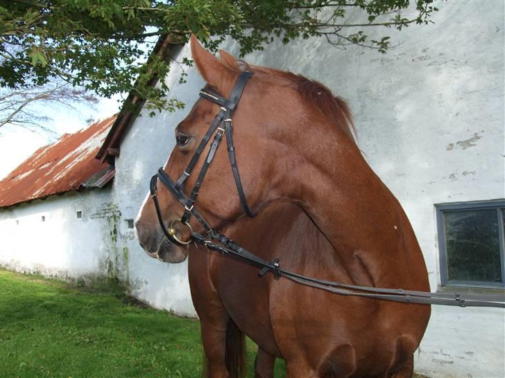 Anden særlig race Enggårdens Linea billede 5