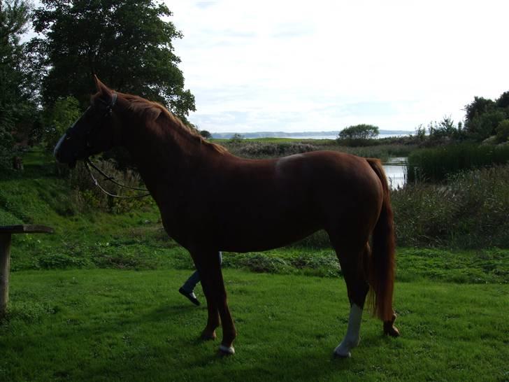 Anden særlig race Enggårdens Linea billede 6