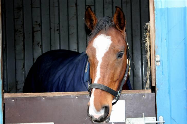 Anglo Araber (AA) Gudrun Hin væne R.I.P <3 - jordens dejligste hest <3 billede 19