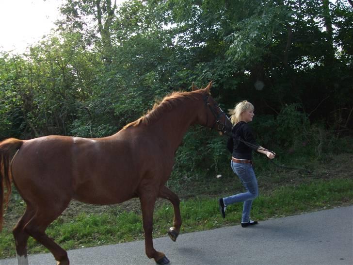 Anden særlig race Enggårdens Linea billede 11