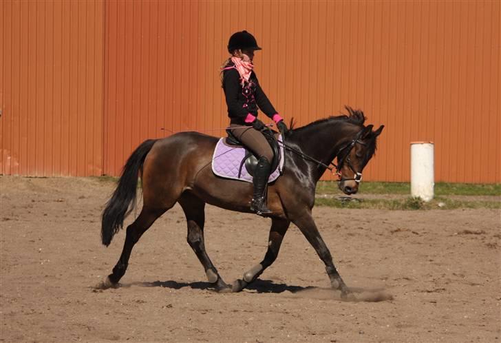 DSP Elegance AKA Elle - Min smukkeste pony i super fin dressur ;D Fotograf: Astrid #1 billede 1