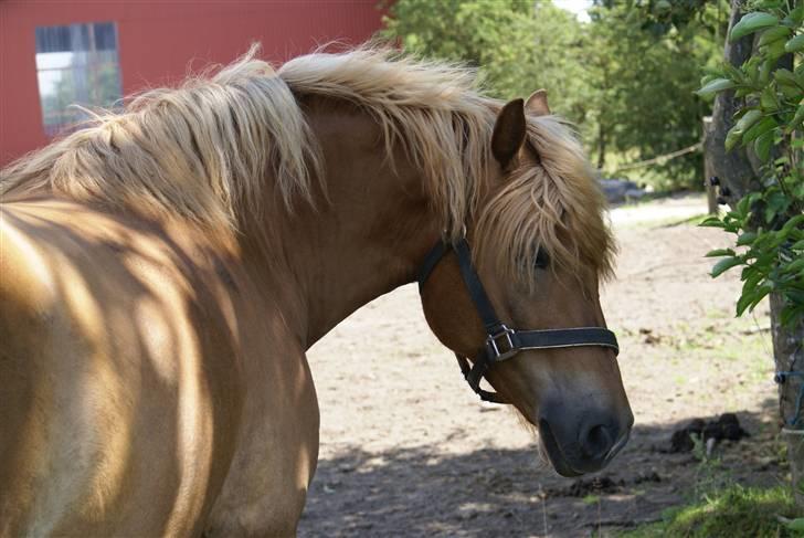 Haflinger Herbi - 15 - På vej ned på mudderfolden. Smuk? Foto: CTS billede 15