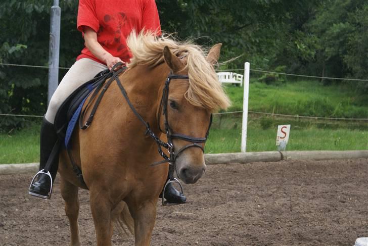 Haflinger Herbi - 17 - Lena rider på Herbi :). Foto: CTS billede 17