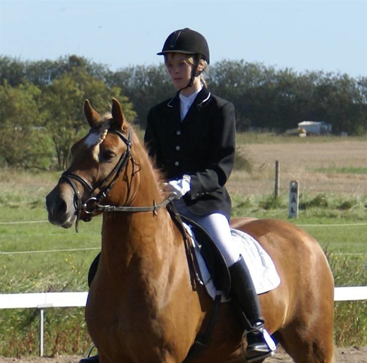 Haflinger Herbi - 18 - Igen i Thorning, venter på at komme ind på banen. Doh, hvor ser jeg dum ud o_o Foto: Far billede 18