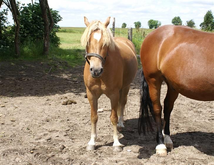 Haflinger Herbi - 19 - Yesyes, Herbidrengen gemmer sig bag Raudi? Foto: CTS billede 19